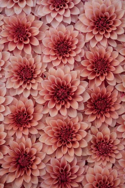 RM ROSE GOLD - NEW 2026!