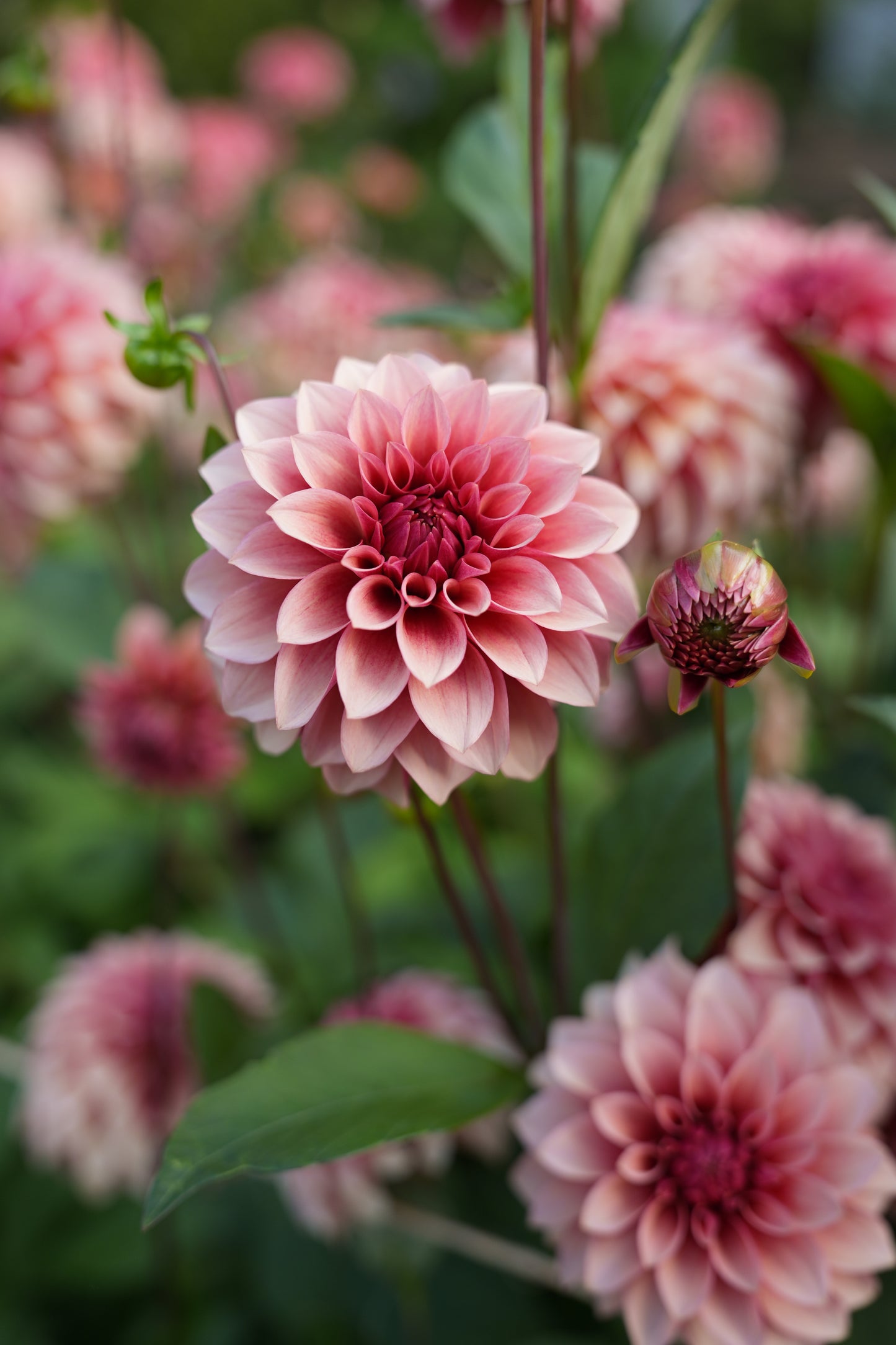 RM ROSE GOLD - NEW 2026!