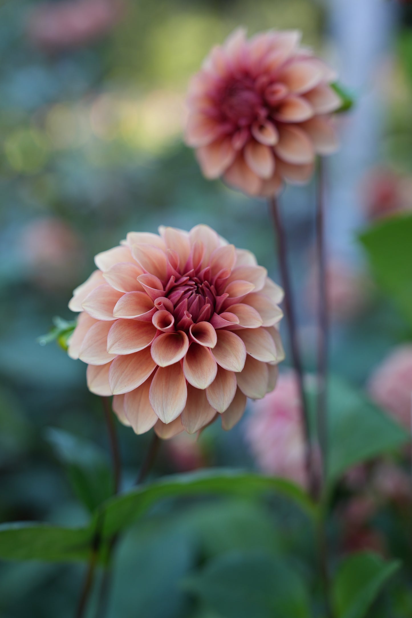 RM ROSE GOLD - NEW 2026!