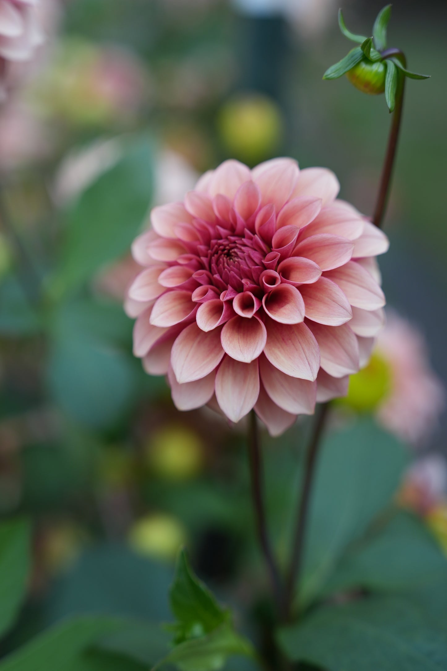 RM ROSE GOLD - NEW 2026!