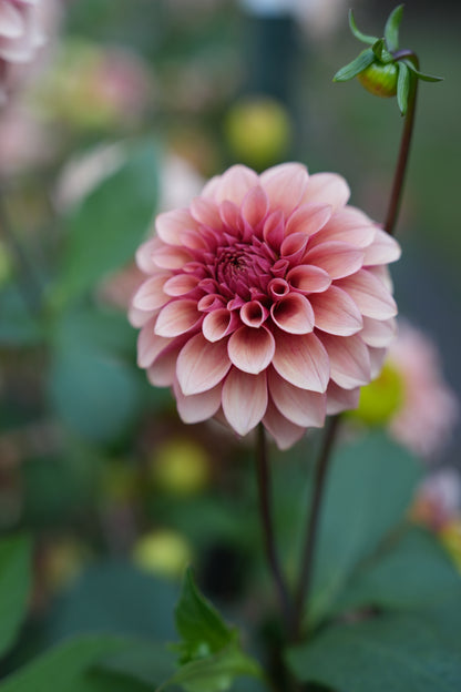 RM ROSE GOLD - NEW 2026!