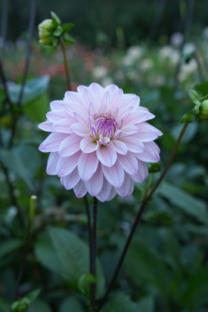 RM SUGAR PLUM FAIRY - NEW 2026!