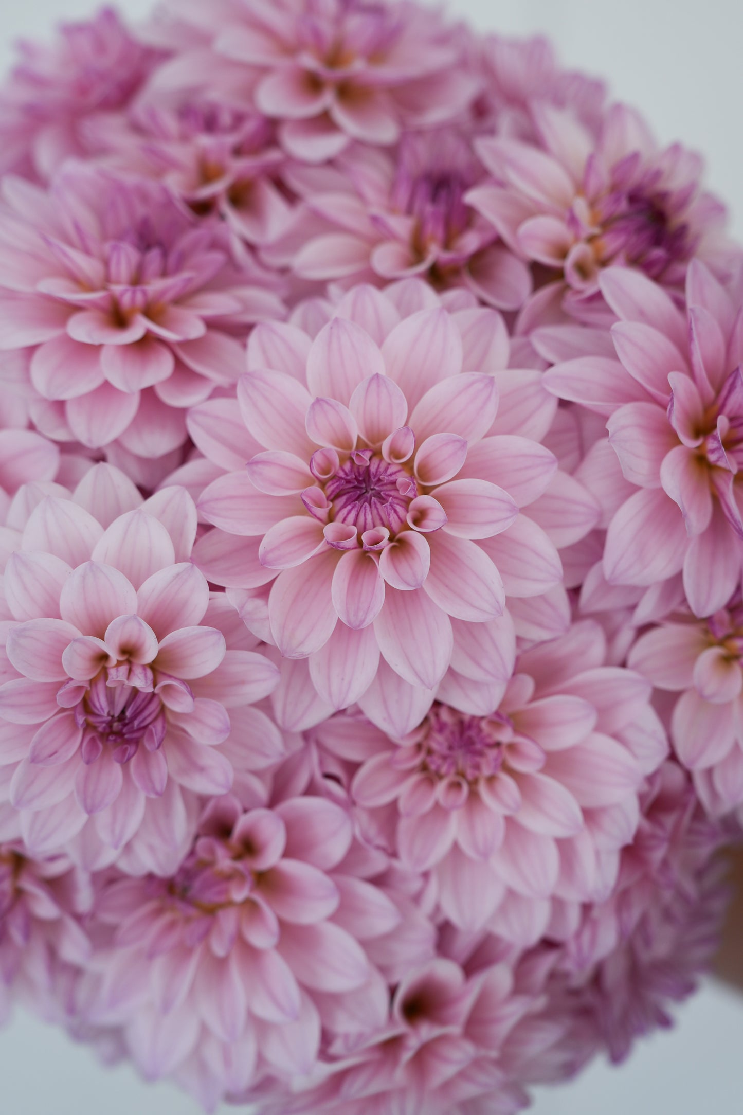 RM SUGAR PLUM FAIRY - NEW 2026!