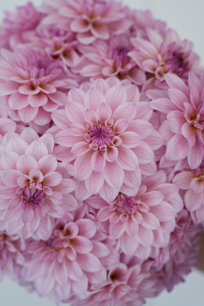 RM SUGAR PLUM FAIRY - NEW 2026!