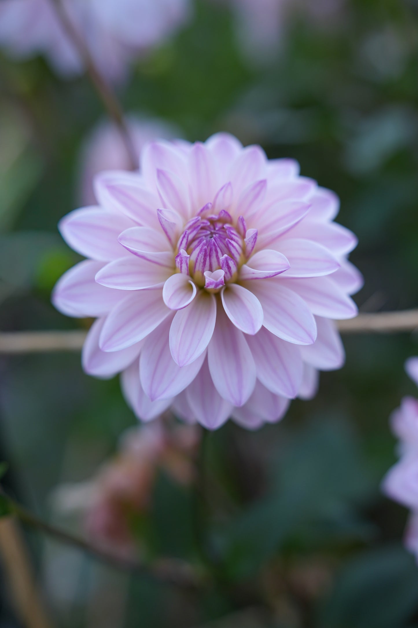 RM SUGAR PLUM FAIRY - NEW 2026!