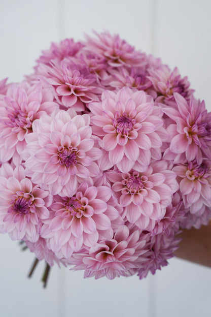 RM SUGAR PLUM FAIRY - NEW 2026!