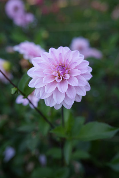 RM SUGAR PLUM FAIRY - NEW 2026!