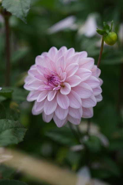 RM SUGAR PLUM FAIRY - NEW 2026!