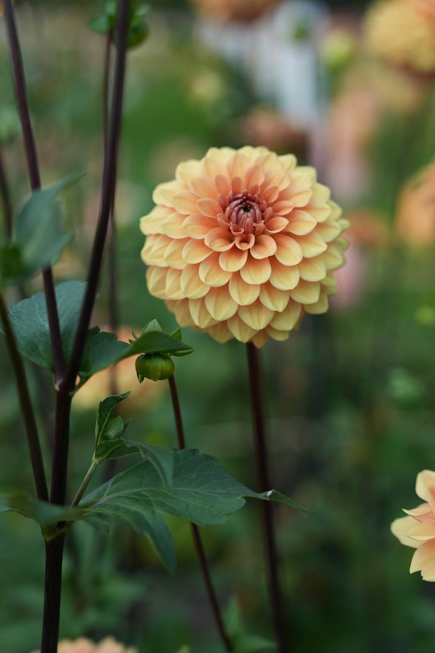 RM SUMMER SOLSTICE - NEW 2026!