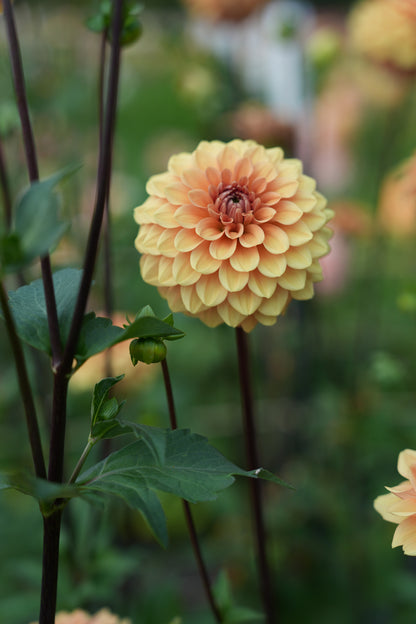 RM SUMMER SOLSTICE - NEW 2026!