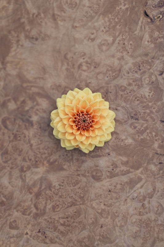 RM SUMMER SOLSTICE - NEW 2026!