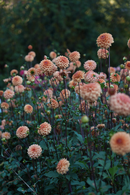 RM SUMMER SOLSTICE - NEW 2026!