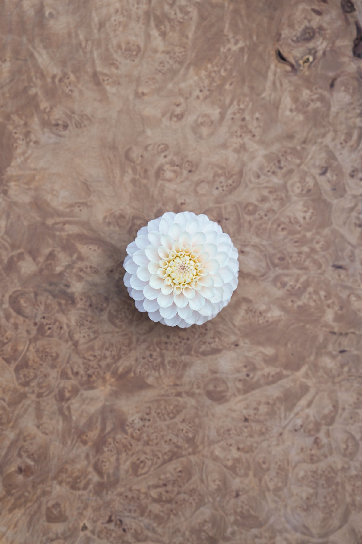 RM SEASHELL - NEW 2027!