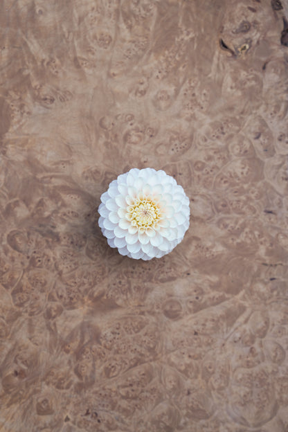 RM SEASHELL - NEW 2027!