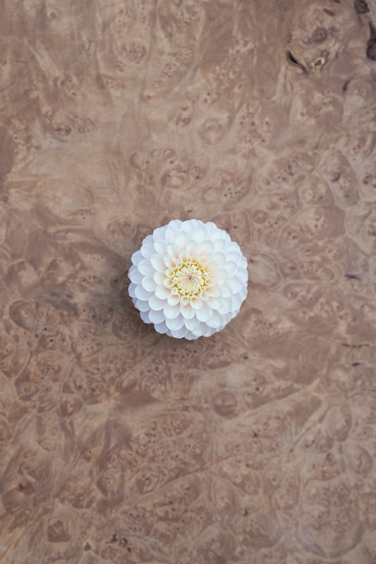 RM SEASHELL - NEW 2027!