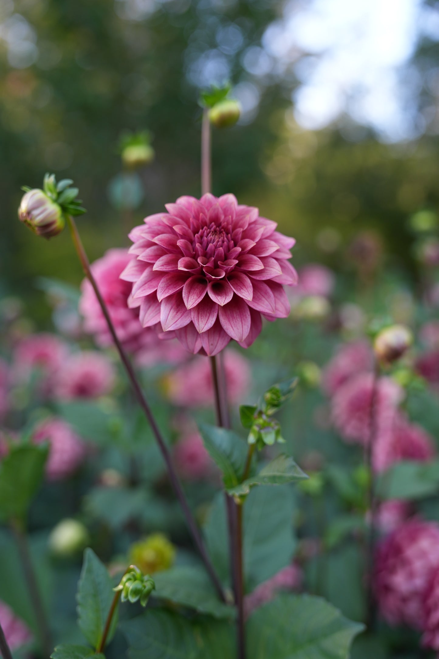 RM SMOKESHOW - NEW 2026!