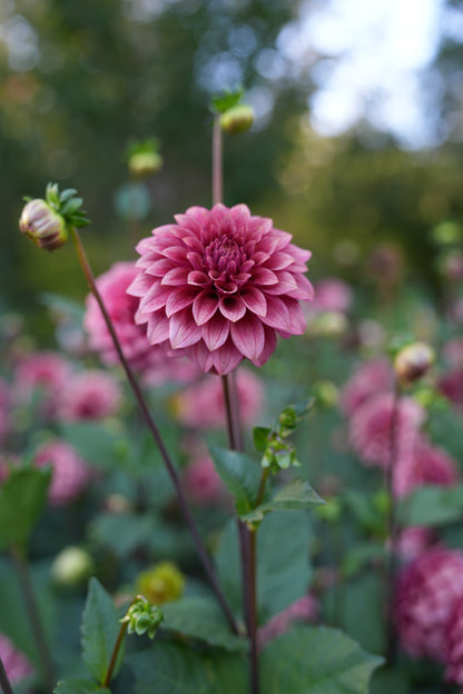 RM SMOKESHOW - NEW 2026!