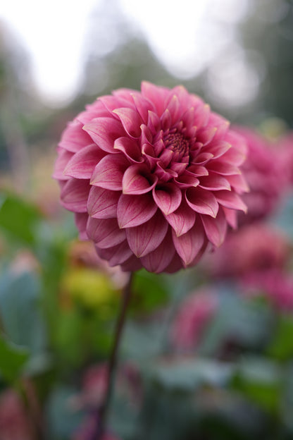 RM SMOKESHOW - NEW 2026!