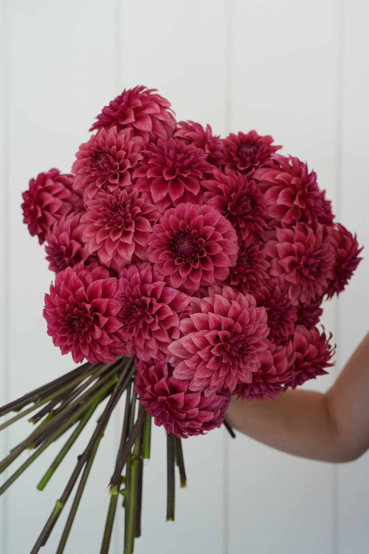 RM SMOKESHOW - NEW 2026!