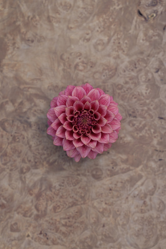 RM SMOKESHOW - NEW 2026!