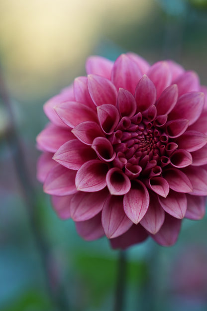 RM SMOKESHOW - NEW 2026!