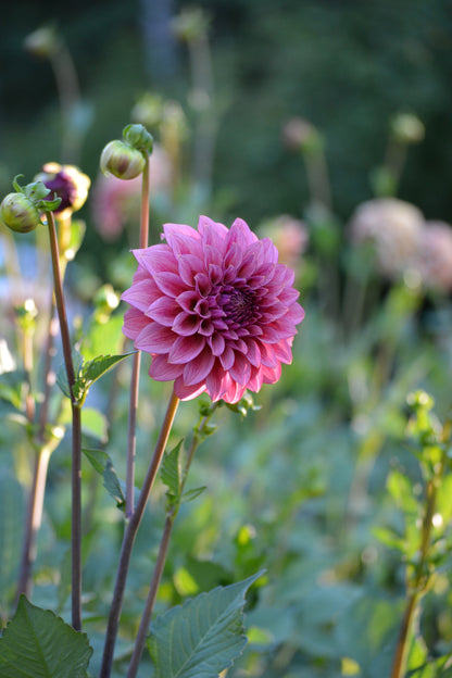 RM SMOKESHOW - NEW 2026!