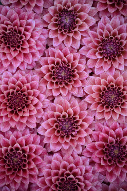 RM SMOKESHOW - NEW 2026!