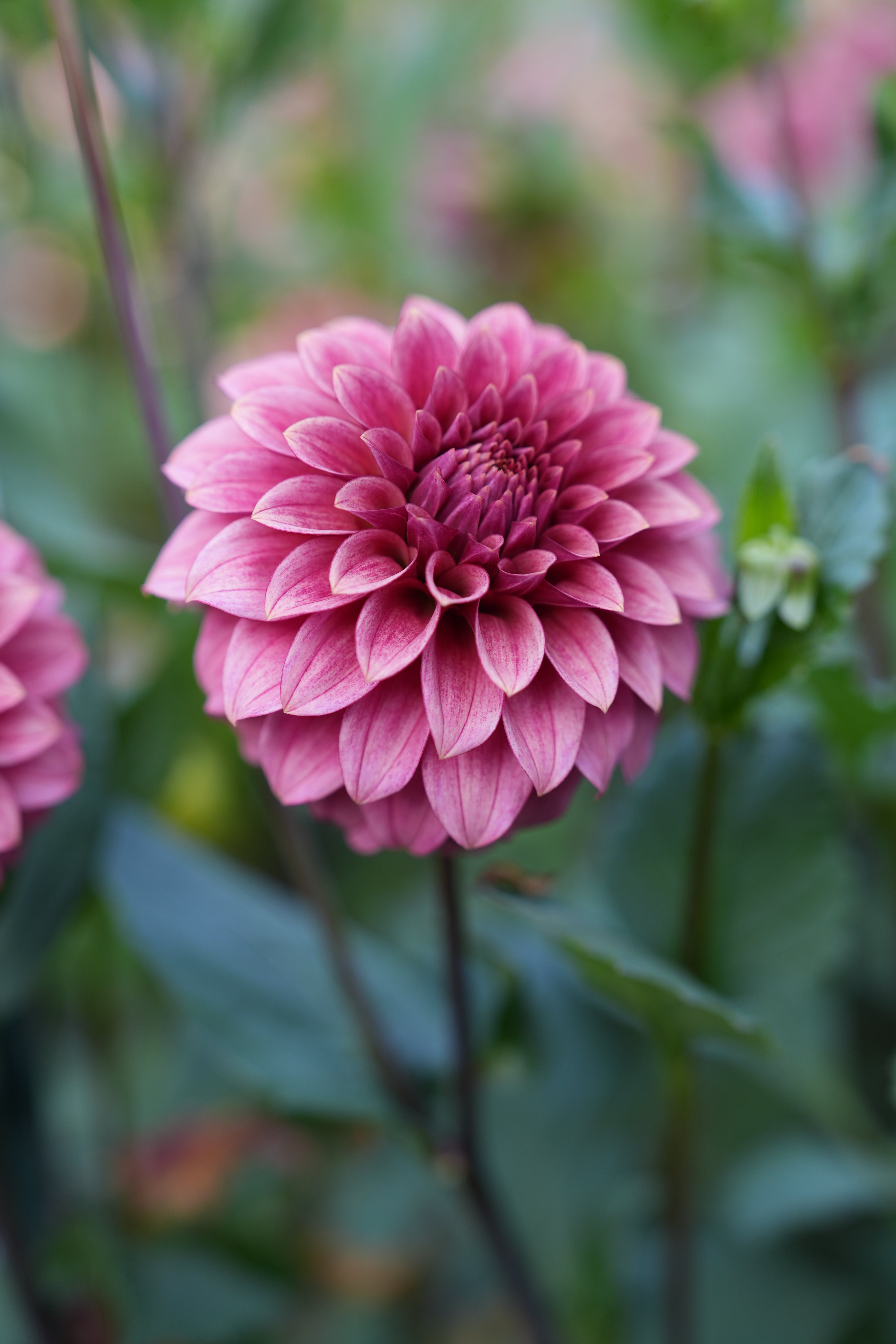 RM SMOKESHOW - NEW 2026! – River Merle Farm