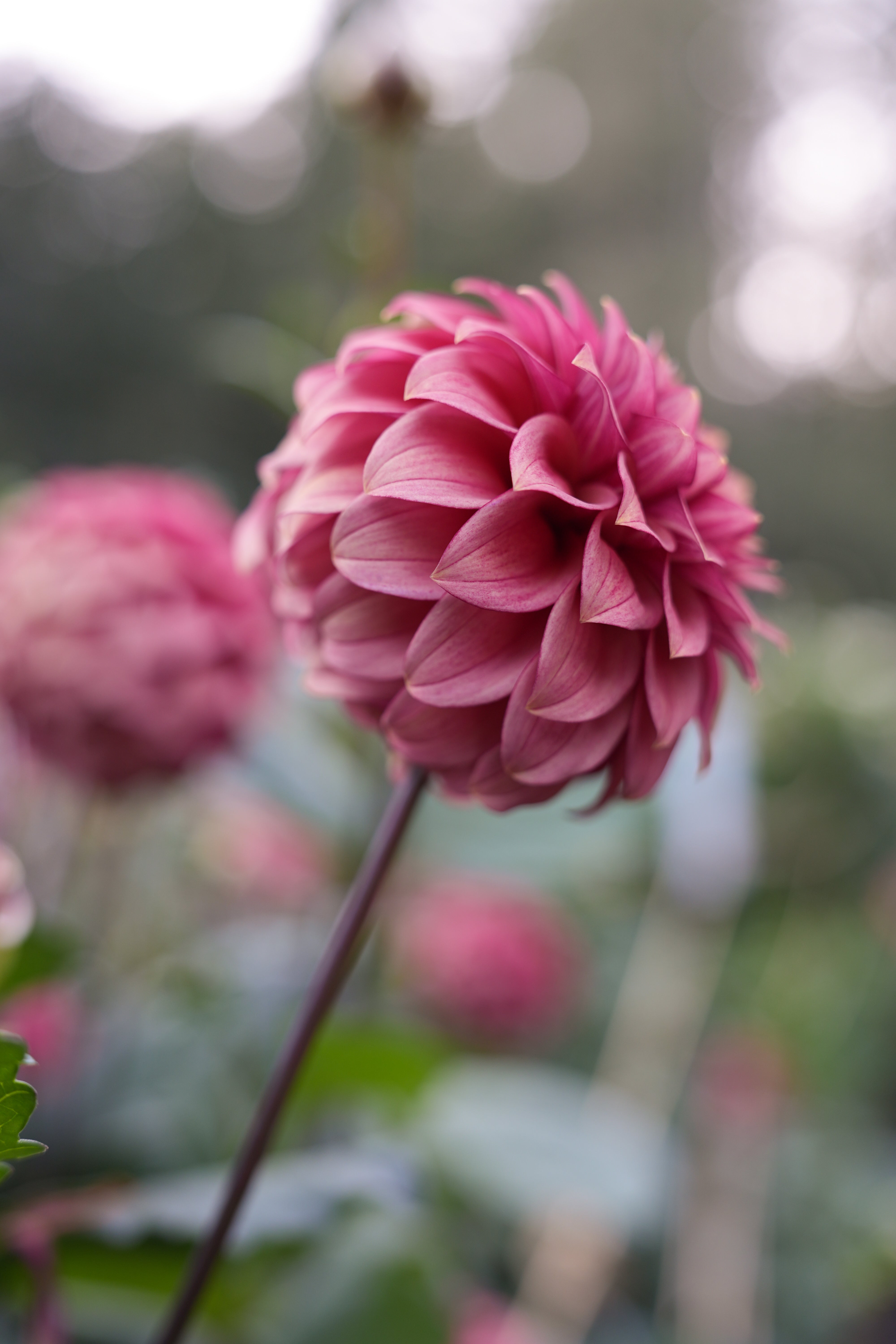 RM SMOKESHOW - NEW 2026! – River Merle Farm