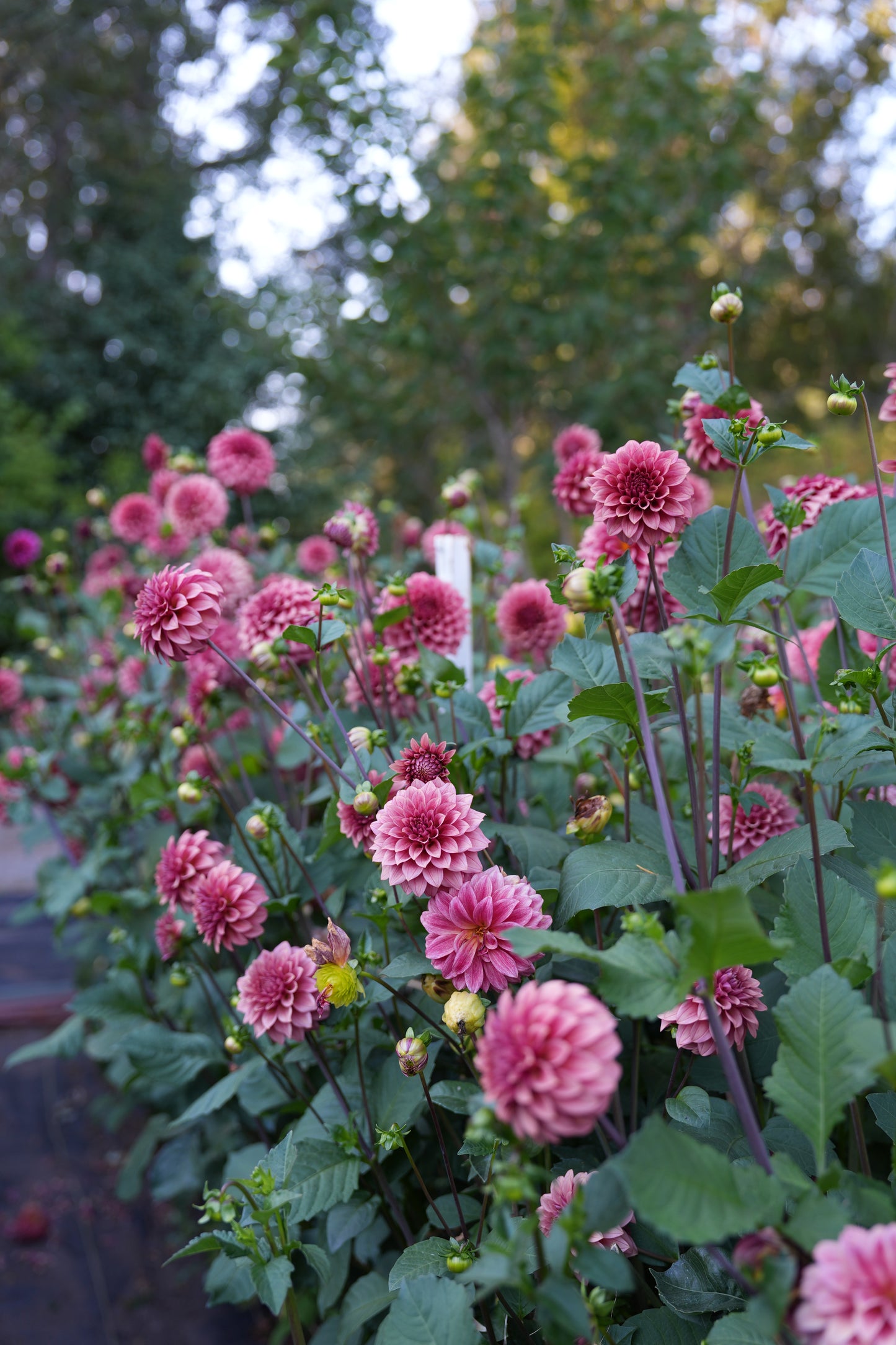 RM SMOKESHOW - NEW 2026!