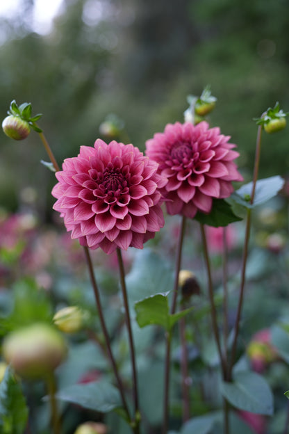 RM SMOKESHOW - NEW 2026!