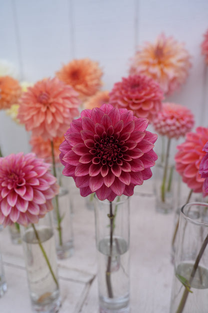 RM SMOKESHOW - NEW 2026!