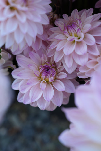 RM SUGAR PLUM FAIRY - NEW 2026!