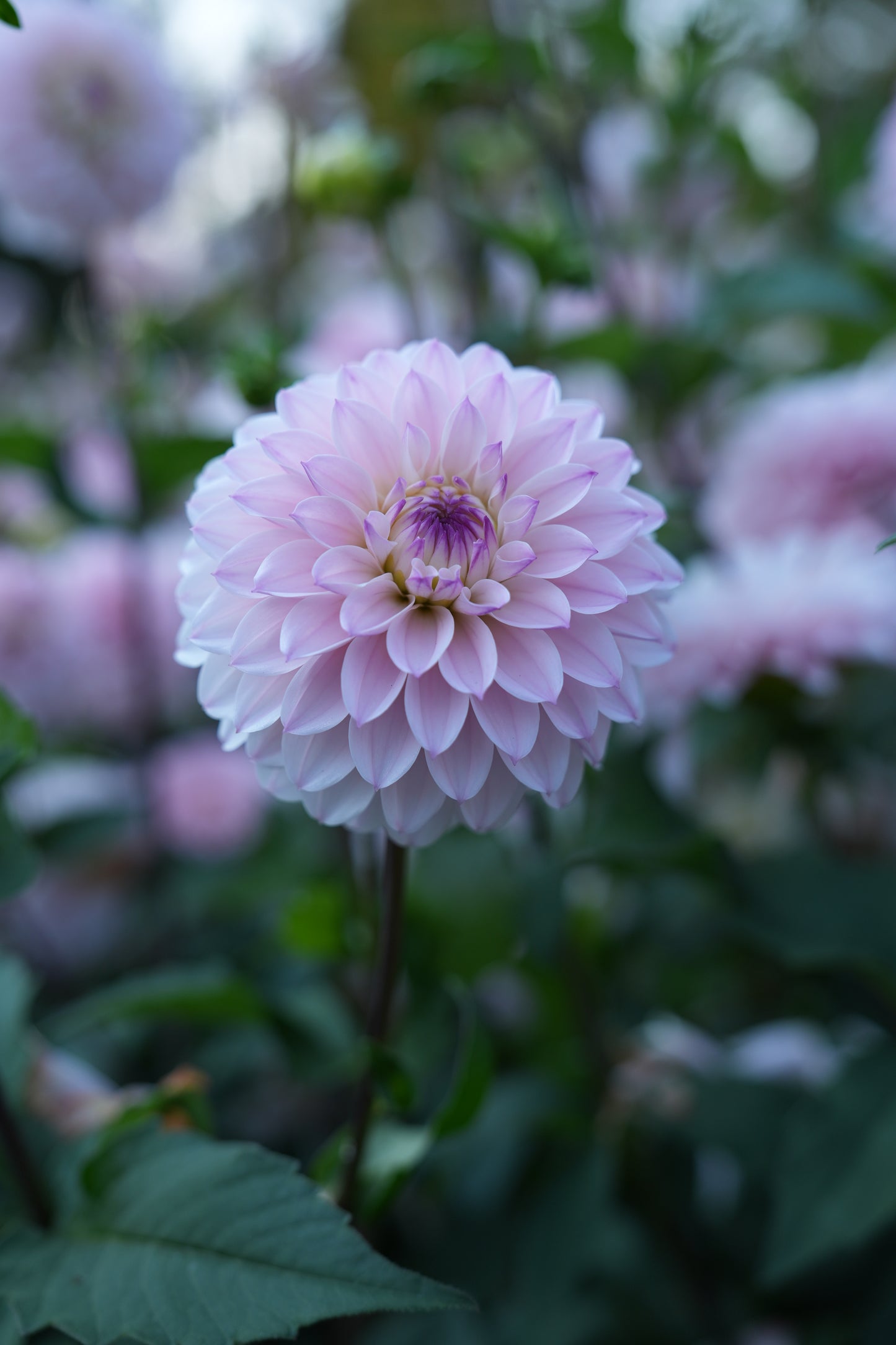 RM SUGAR PLUM FAIRY - NEW 2026!