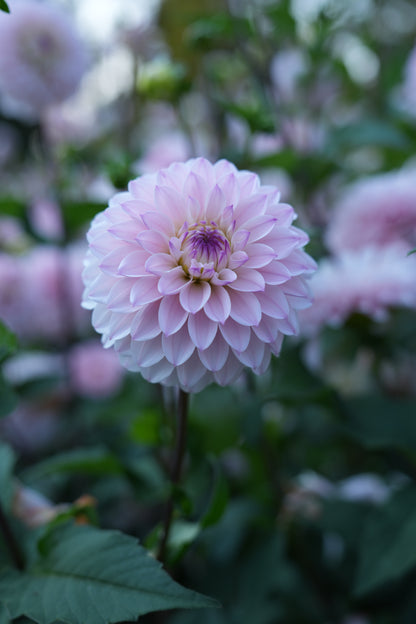 RM SUGAR PLUM FAIRY - NEW 2026!