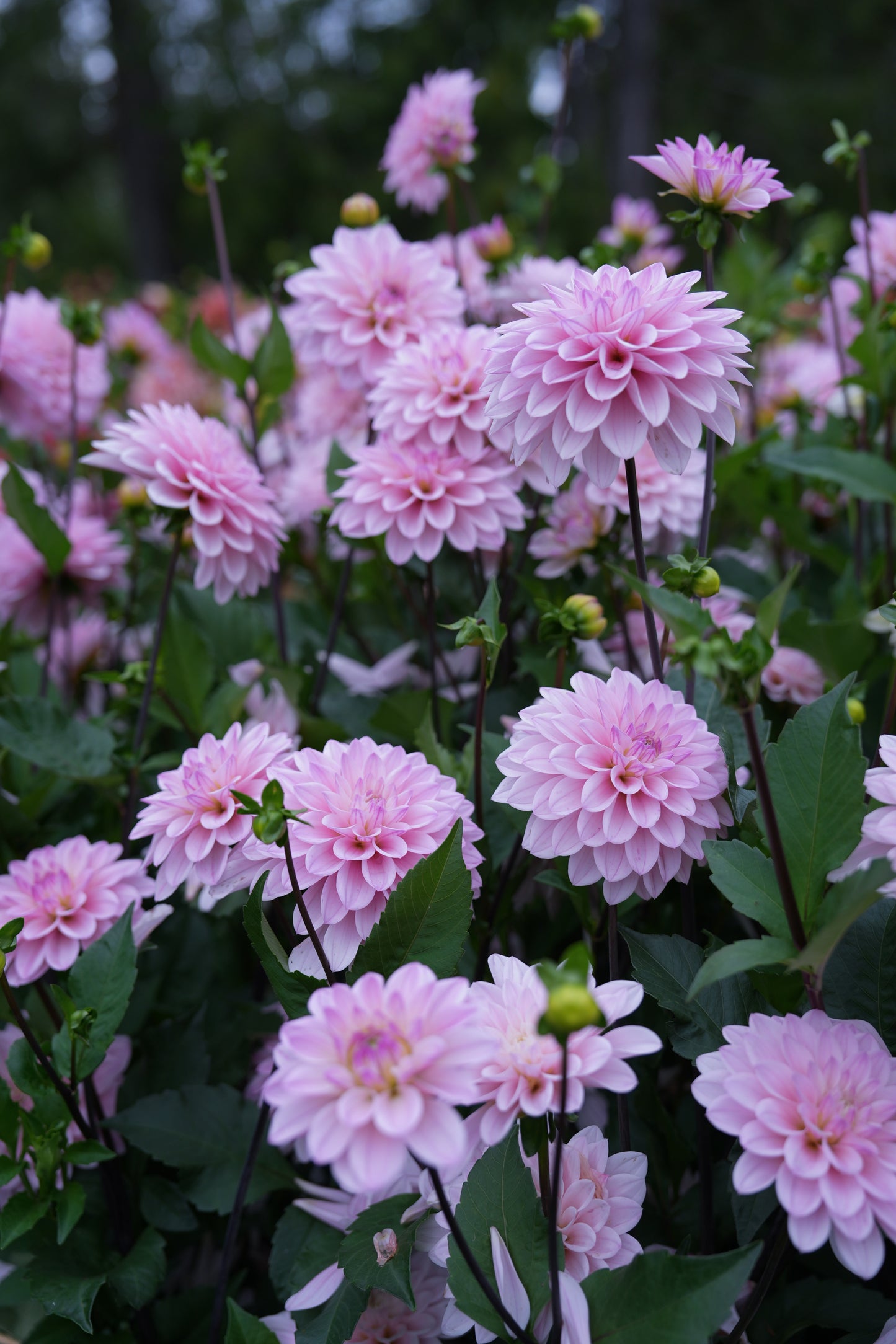 RM SUGAR PLUM FAIRY - NEW 2026!