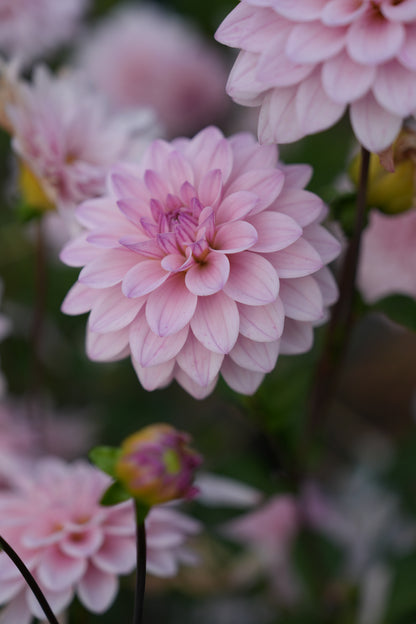 RM SUGAR PLUM FAIRY - NEW 2026!