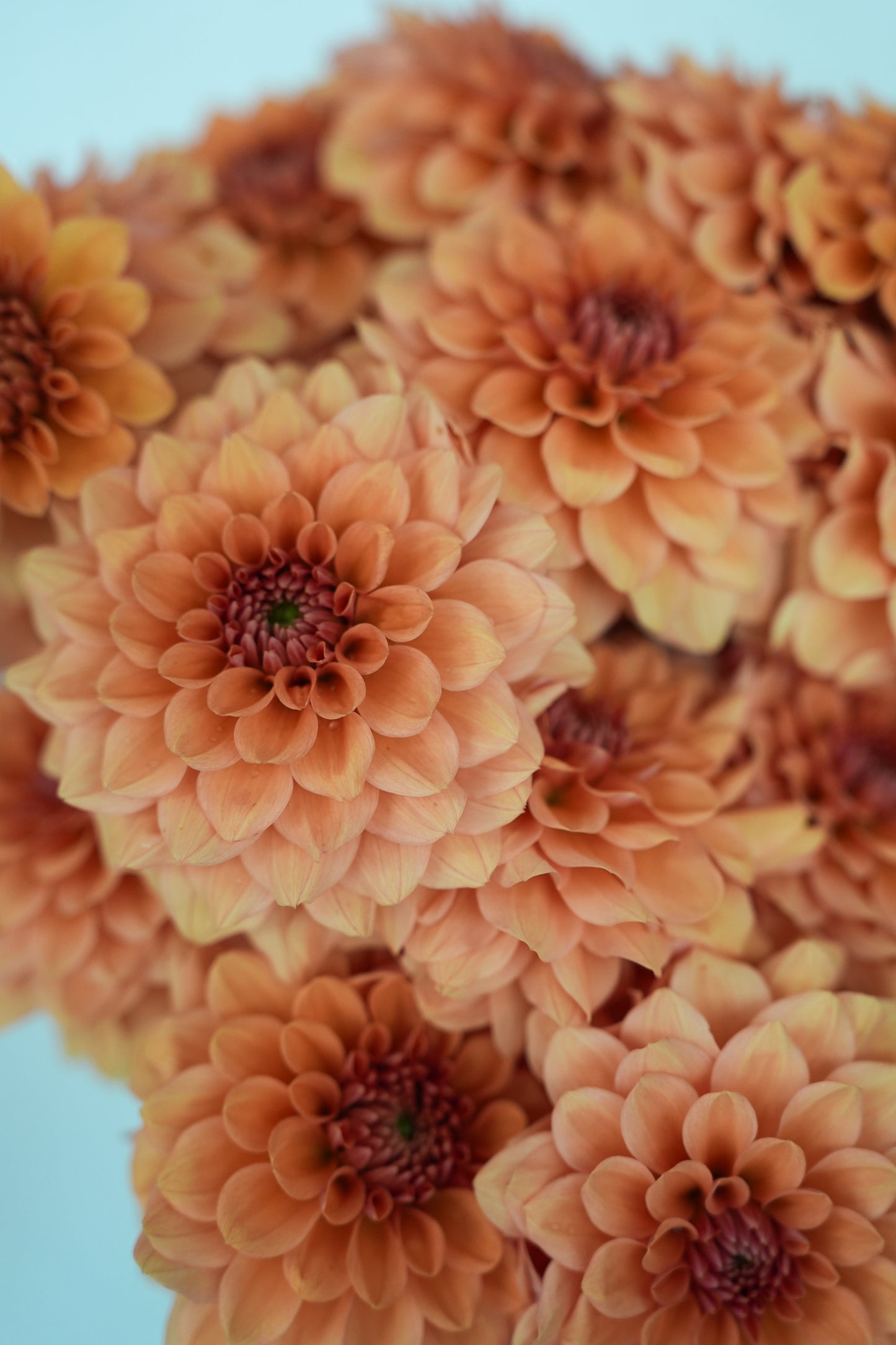 RM SUMMER SOLSTICE - NEW 2026!