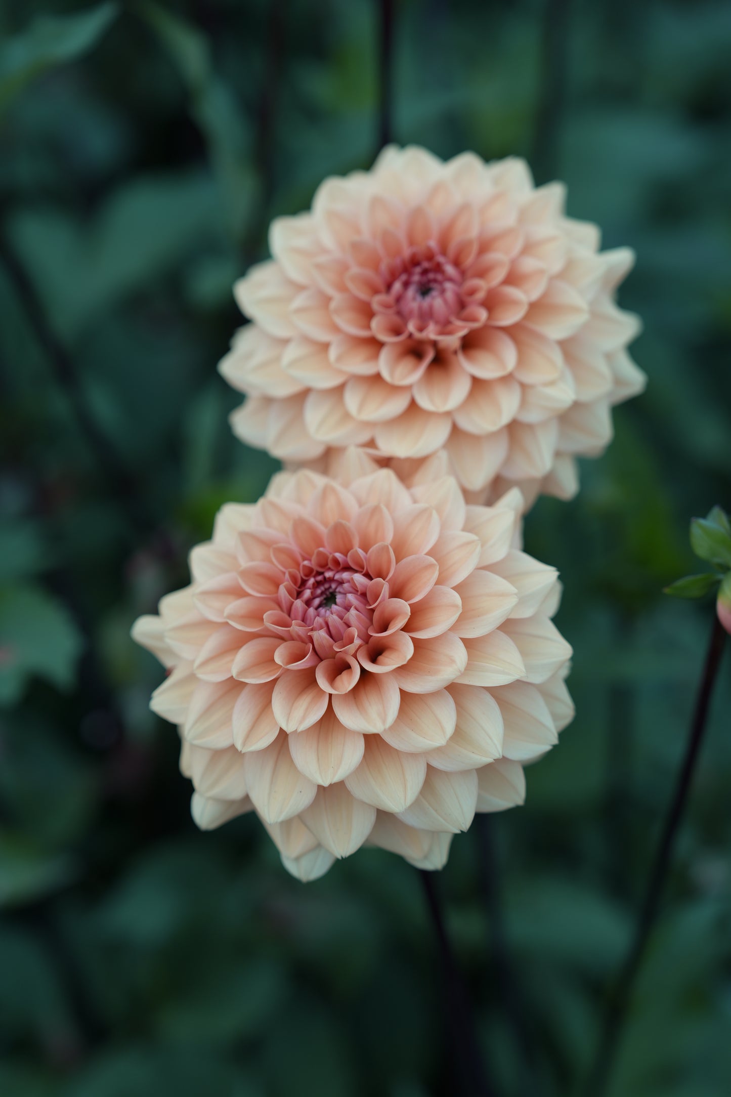 RM SUMMER SOLSTICE - NEW 2026!