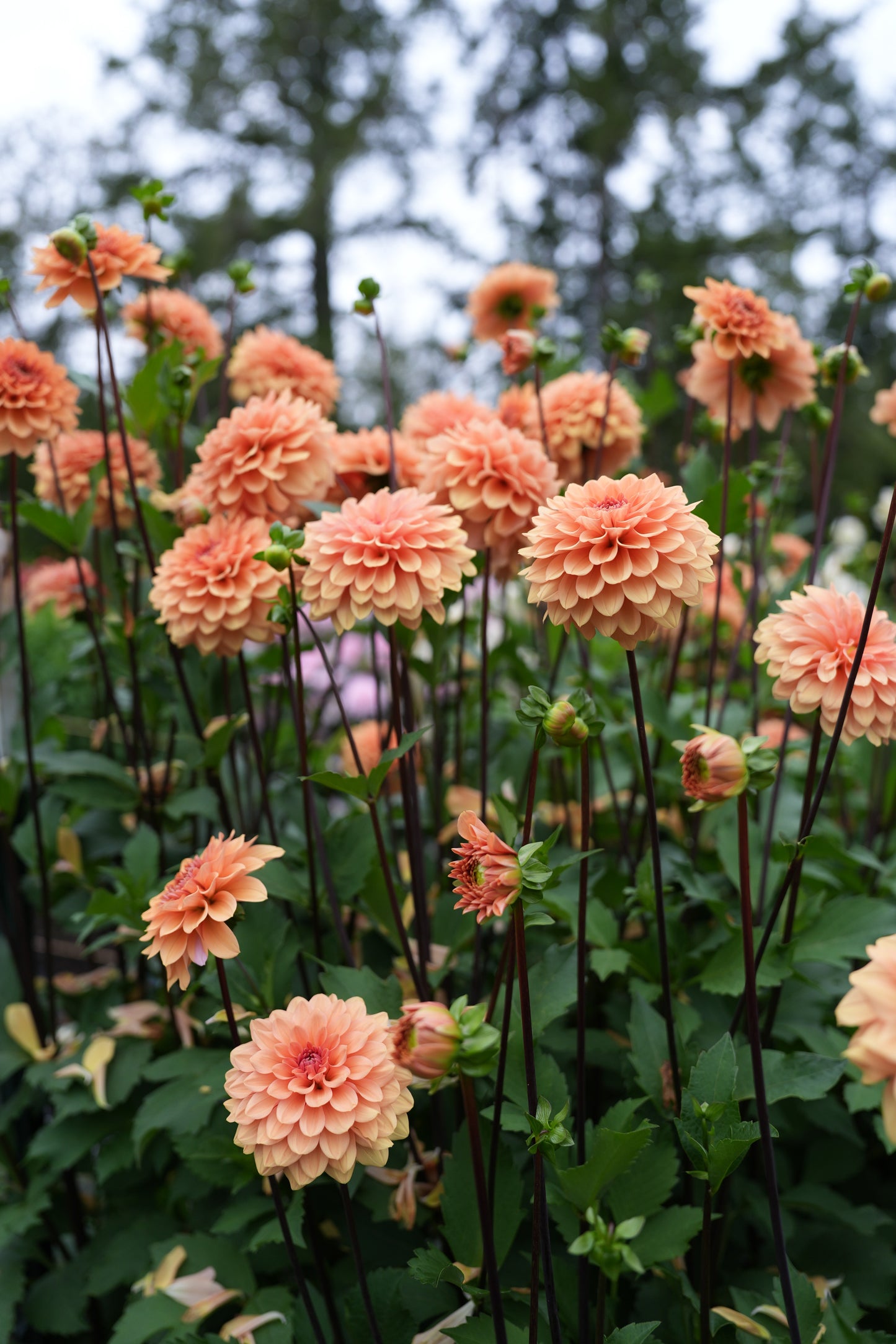 RM SUMMER SOLSTICE - NEW 2026!