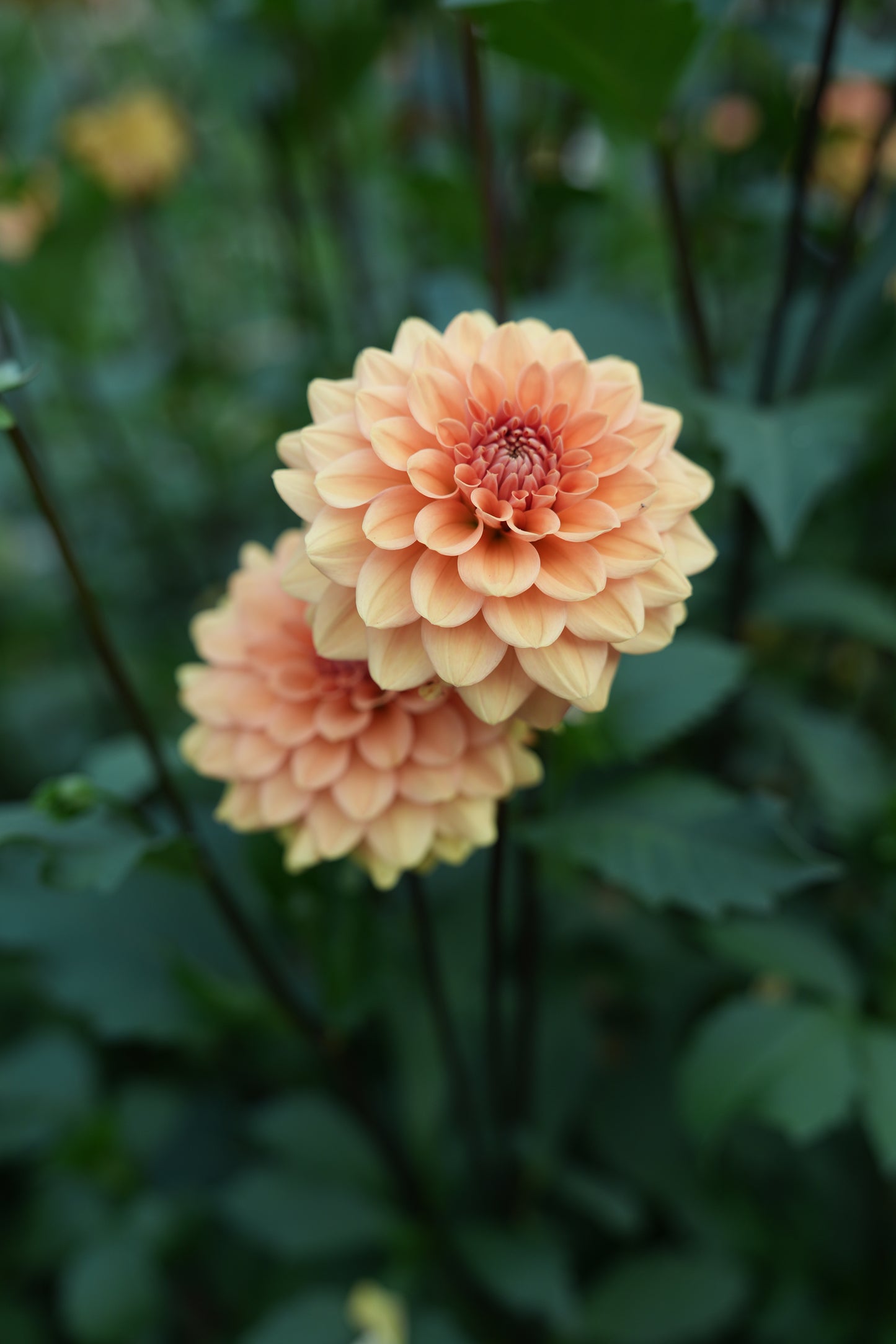 RM SUMMER SOLSTICE - NEW 2026!