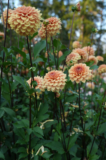 RM SUMMER SOLSTICE - NEW 2026!