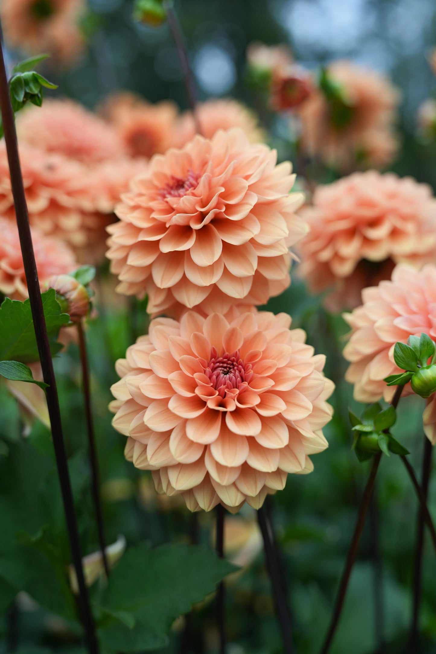 RM SUMMER SOLSTICE - NEW 2026!