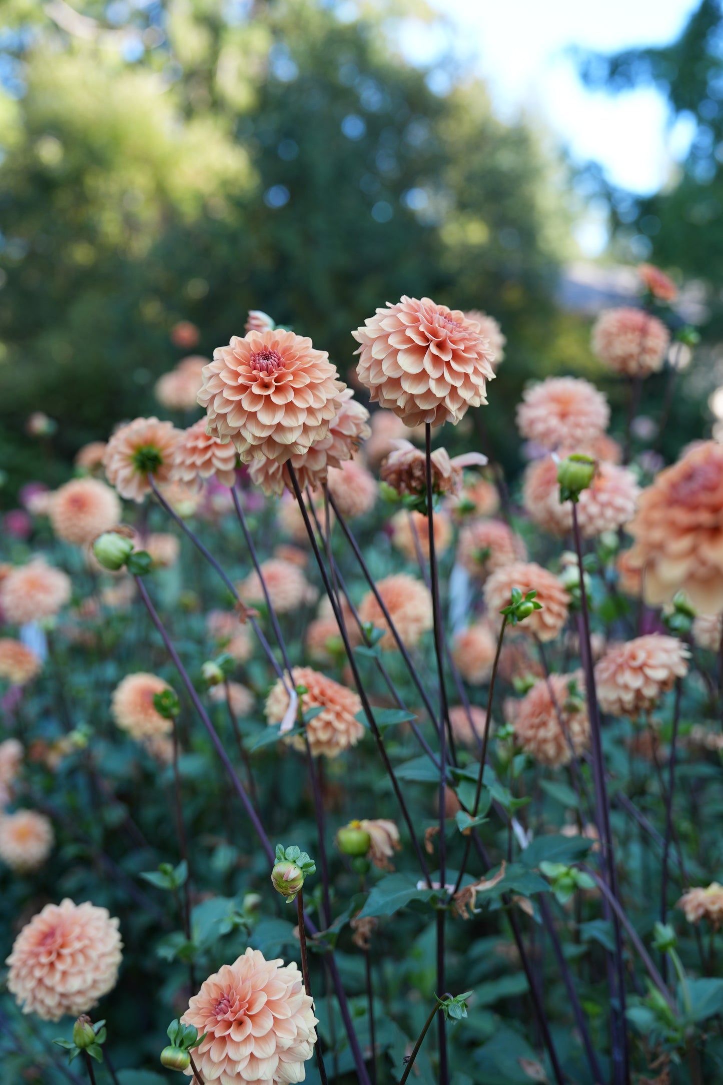 RM SUMMER SOLSTICE - NEW 2026!