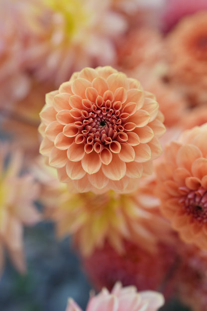 RM SUMMER SOLSTICE - NEW 2026!