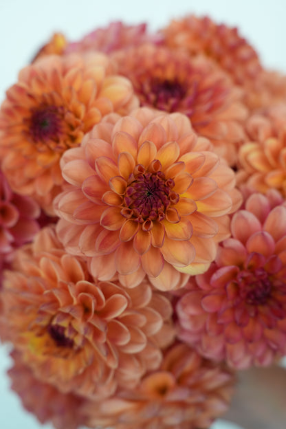 RM TOUCAN - NEW 2026!