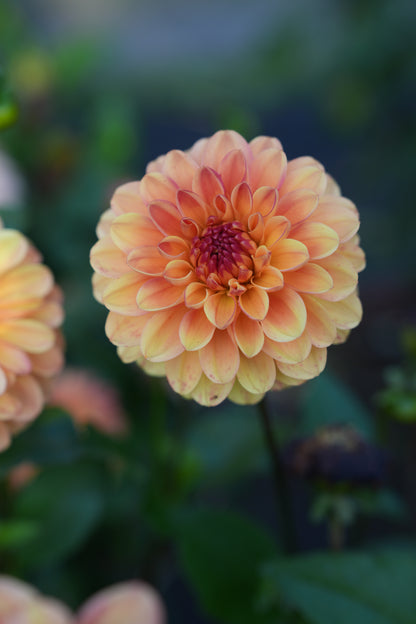 RM TOUCAN - NEW 2026!