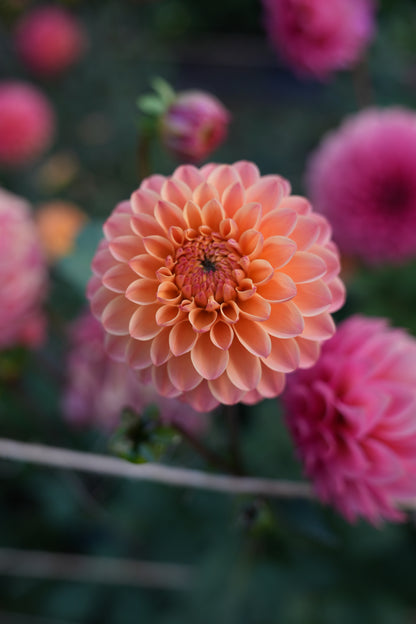 RM TOUCAN - NEW 2026!