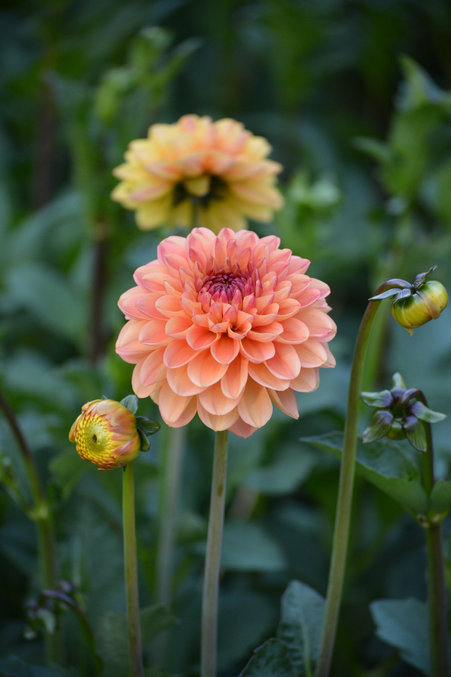 RM TOUCAN - NEW 2026!