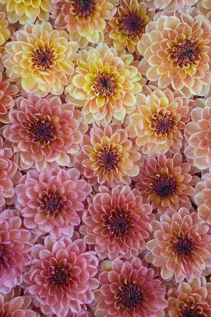 RM TOUCAN - NEW 2026!